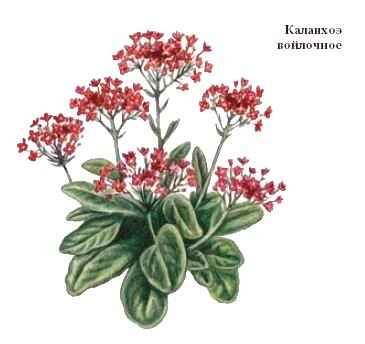 Побеги каланхоэ