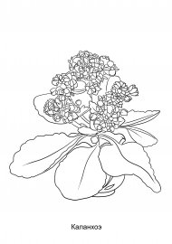 Цветок герань и каланхоэ