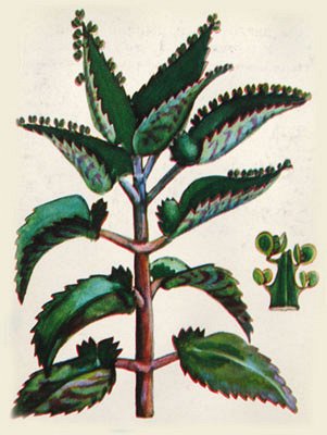 Каланхоэ Фармакогнозия