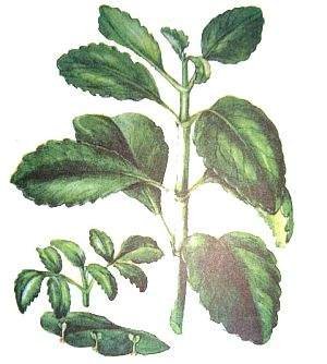 Каланхоэ перистое побеги