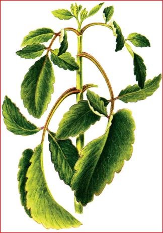 Каланхоэ герань