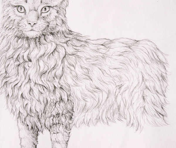 Нарисовать шерсть