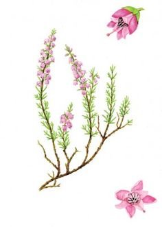 Вереск обыкновенный