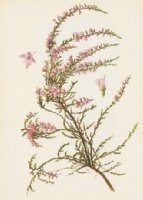 Вереск обыкновенный гербарий