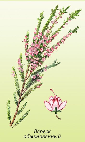 Вереск стилизация