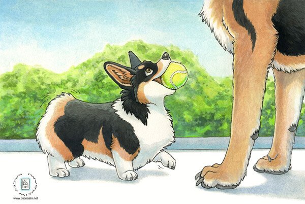 Бернский зенненхунд и корги пемброк