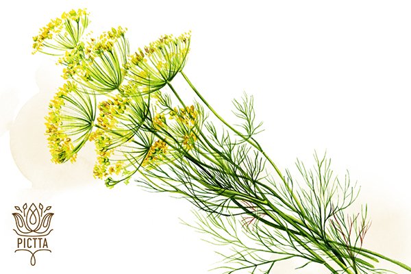 Фенхель обыкновенный ботаника