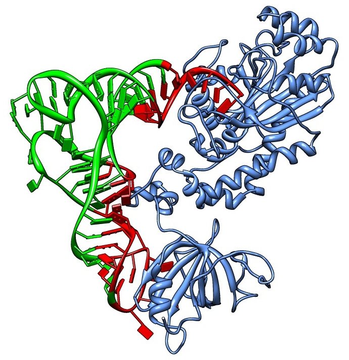 Молекула информационной рнк. ИРНК МРНК ТРНК РРНК. Рибосомальная РНК. РНК изображение. РНК рисунок.
