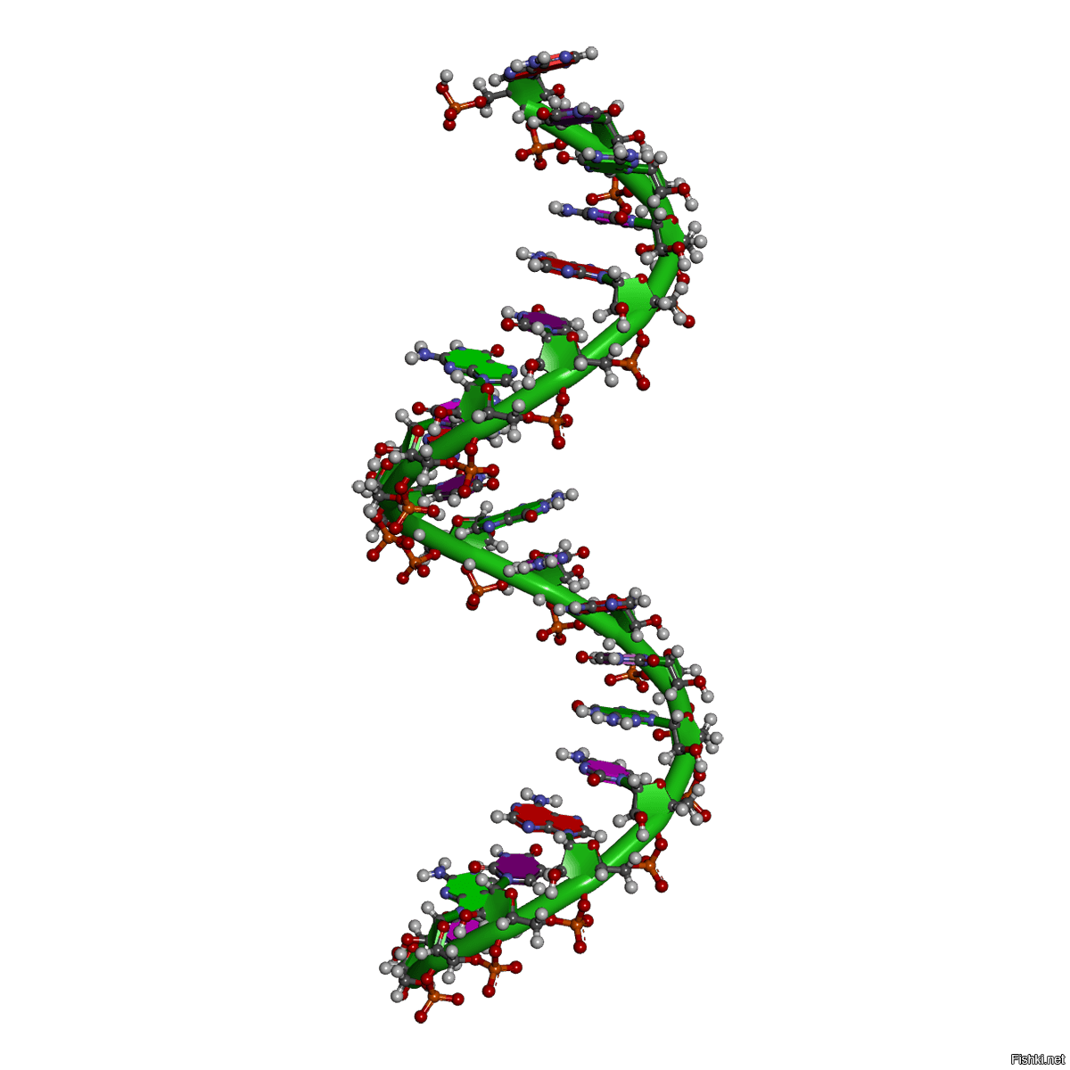 Молекула РНК. Одноцепочная молекула РНК. РНК рисунок биология.