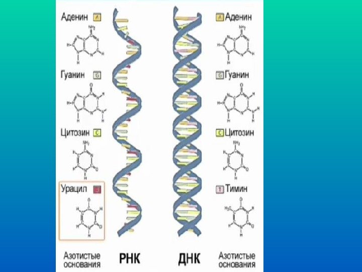 Нить рнк. Схема структуры РНК. Схема строения РНК рисунок. Схема строения ДНК И РНК. Химическая структура РНК.