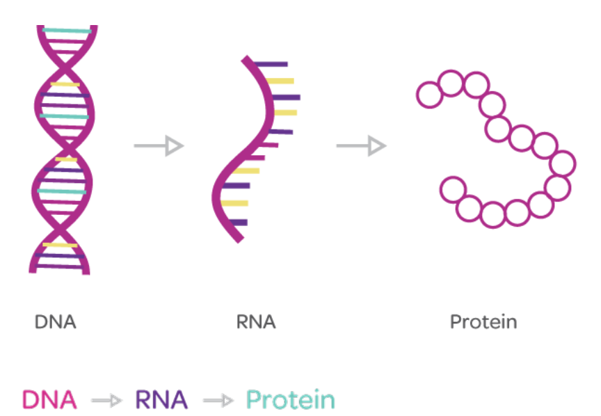 Рисунок молекулы рнк. ДНК И РНК. Молекула ДНК И РНК. Строение ДНК И РНК. Схема строения ДНК И РНК.