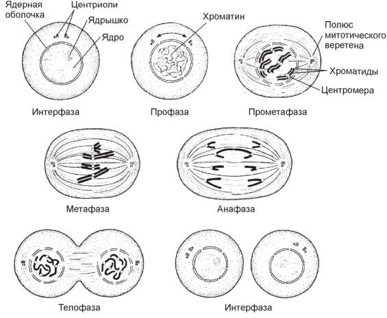 Фазы митоза схематическое изображение