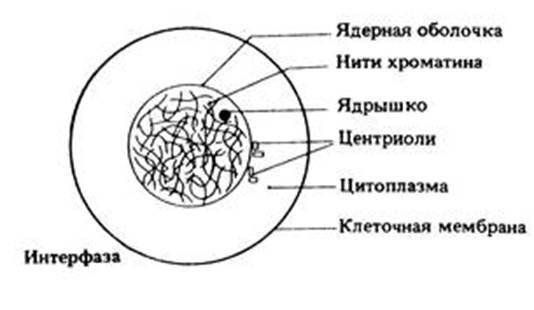 Интерфаза это первый этап клеточного цикла