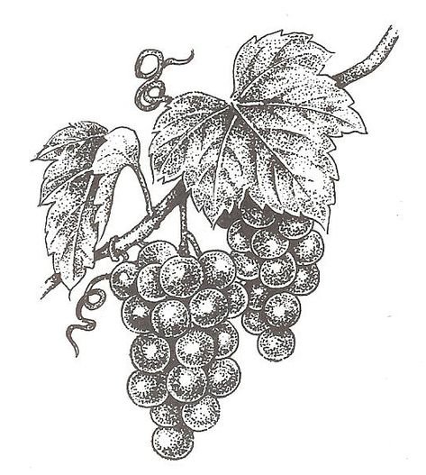 Виноградная лоза эскиз