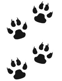 Следы лисы для детей