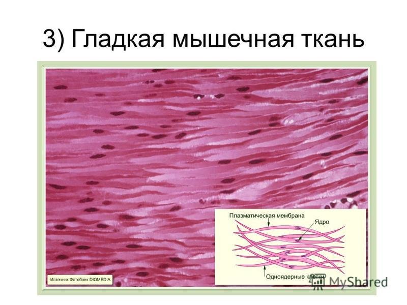 Строение клетки гладкая мышечная ткань. Поперечно полосатая мышечная ткань гистология. Клетки гладкой мышечной ткани одноядерные. Гладкомышечная ткань гистология. Строение клетки мышечной ткани.