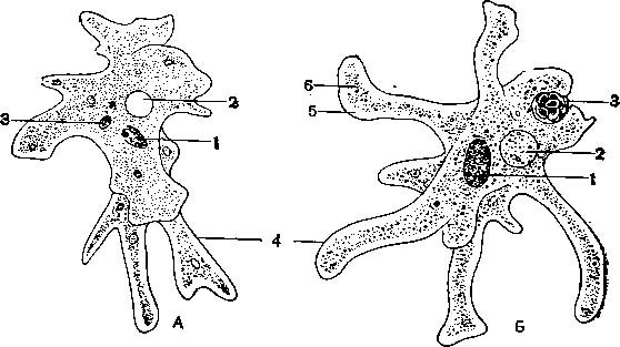 Гистолитическая амеба