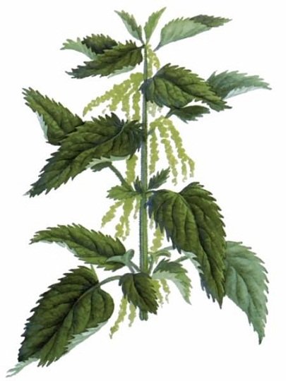 Стебель крапивы двудомной