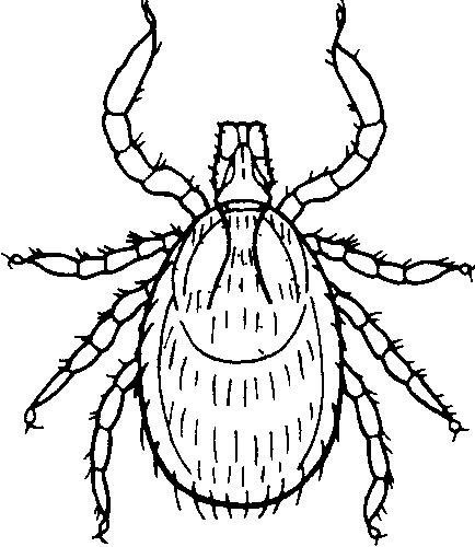 Раскраска иксодовый клещ
