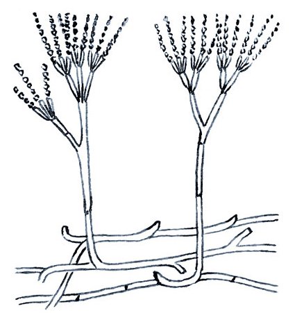 Плесневый гриб пеницилл