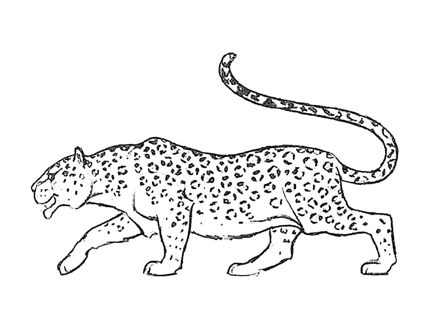 Рисунок леопарда карандашом для срисовки для детей
