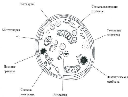 Строение тромбоцита схема