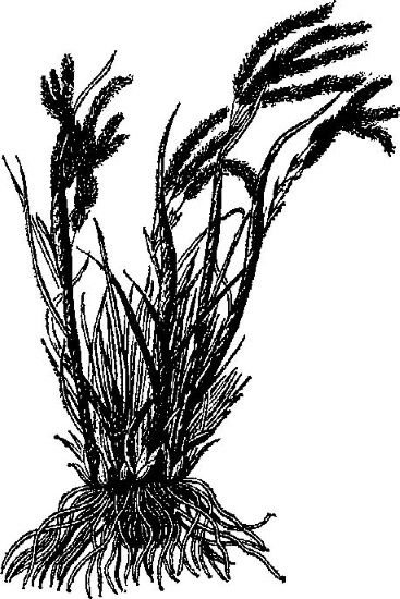 Степные цветы Типчак