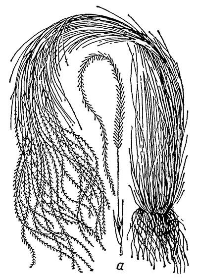 Ковыль перистый