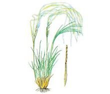 Ковыль корень