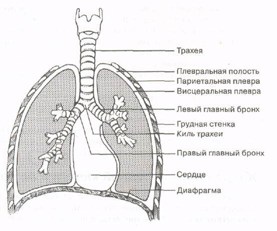 Строение легких легочная плевра