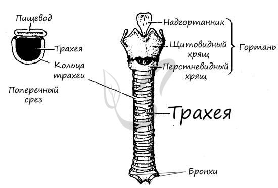 Кольца трахеи строение