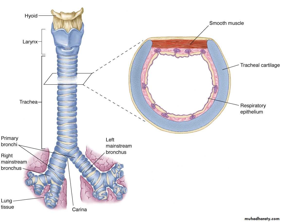 Пищевод бронхи. Трахея (trachea). Хрящи трахеи анатомия. Гортань трахея бронхи строение. Дыхательная система трахея анатомия человека.