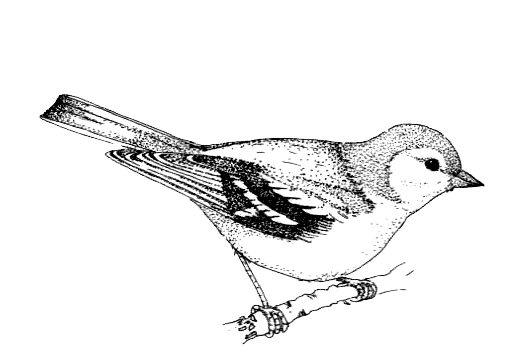 Зяблик раскраска для детей