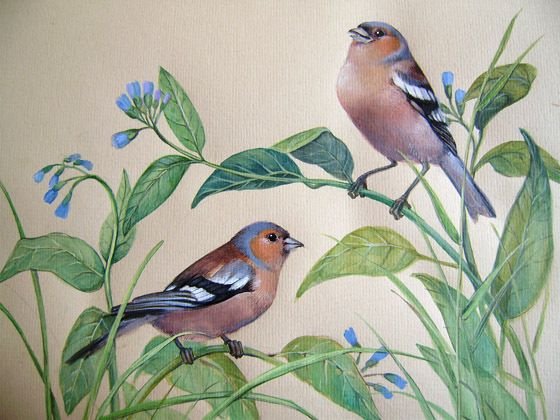 Птица Зяблик живопись