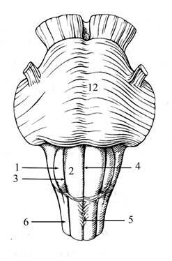 Продолговатый мозг строение рисунок