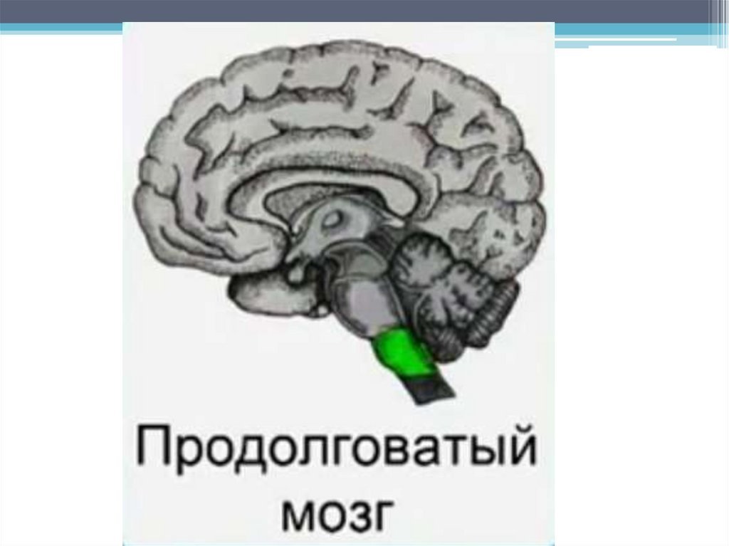 Каким номером на рисунке обозначен продолговатый мозг. Продолговатый мозг на схеме мозга. Продолговатый мозг анатомия человека. Продолговатый мозг рисунок. Продолговатый мозг мост и средний мозг.