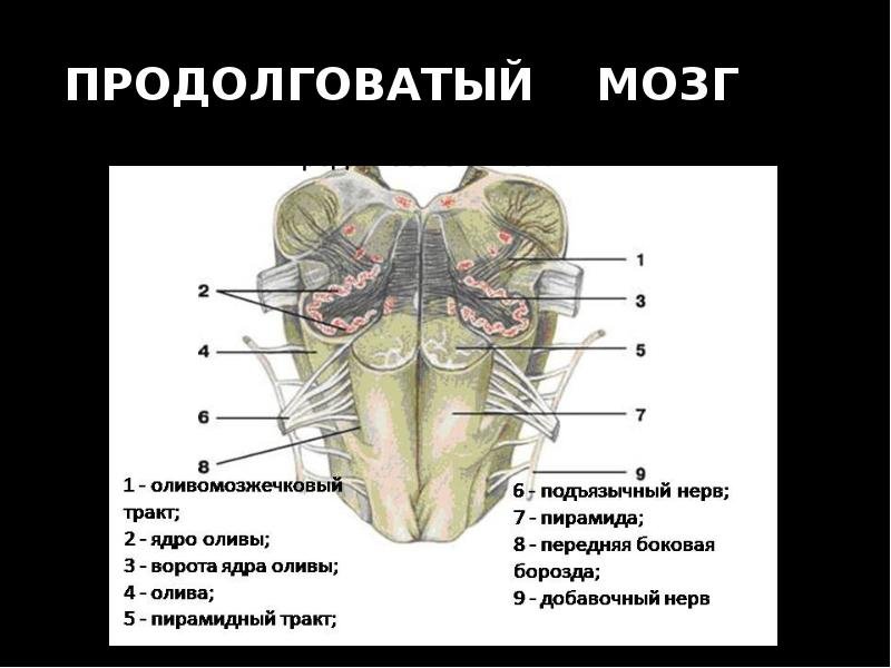 Какое строение имеет продолговатый мозг. Вентральная поверхность продолговатого мозга. Продолговатый мозг анатомия строение. Продолговатый мозг ядра Гайворонский. Подъязычный нерв продолговатый мозг.