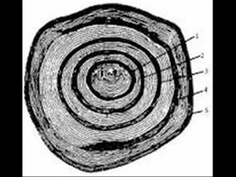 Чешуя карпа годичные кольца