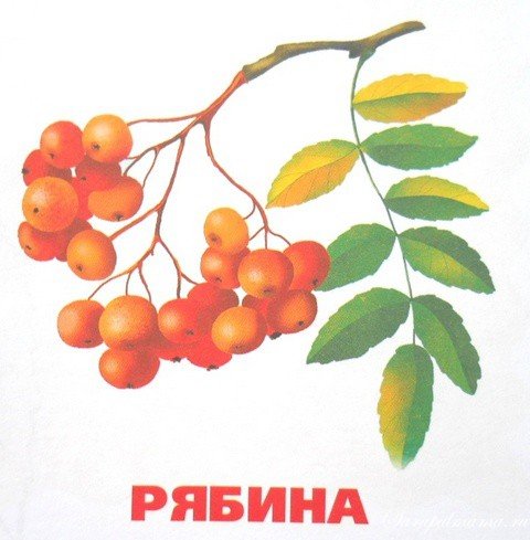 Карточки деревья рябина