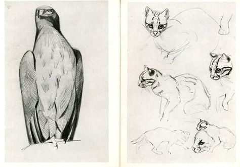 Анималистический Жанр Ватагин