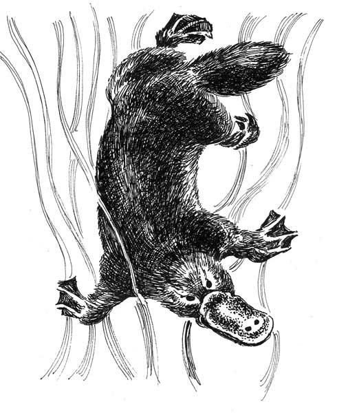 Утконос черно белый