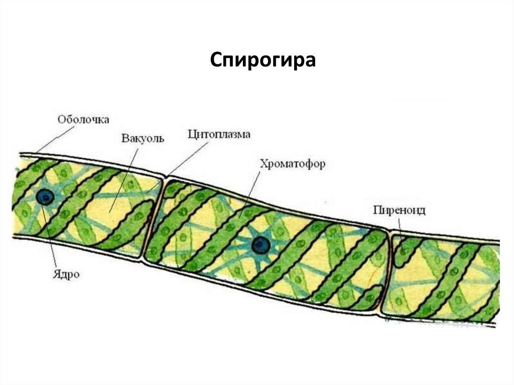 Спирогира одноклеточная. Нитчатые водоросли строение. Спирогира водоросль строение. Водоросль спирогира клетки. Многоклеточные зеленые водоросли спирогира.