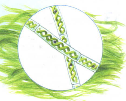 Спирогира водоросль рисунок