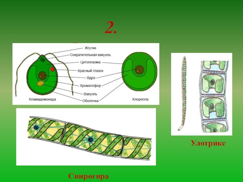 Улотрикс и спирогира. Строение клетки спирогиры. Спирогира водоросль строение. Улотрикс пиреноид. Строение хламидомонады и спирогиры.
