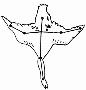 Созвездие лебедь