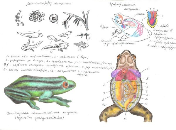 Биологические рисунки