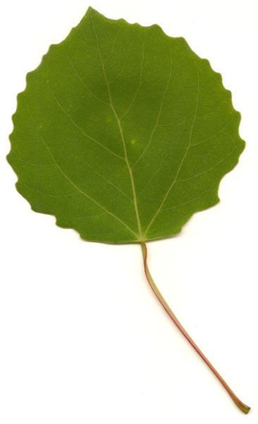 Черешок листа осины