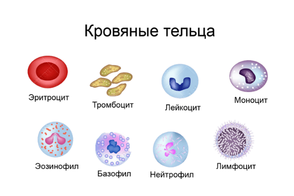 Лейкоциты рисунок строение