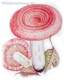 Волнушки грибы