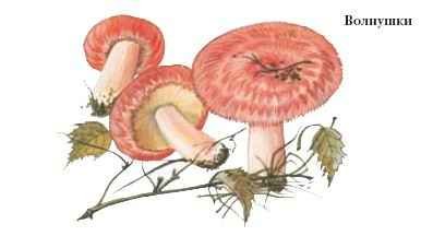 Волнушка желтая